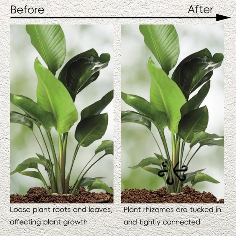 Stem Support Alocasia Monstera - огляд і ціна Variegated Monstera Node