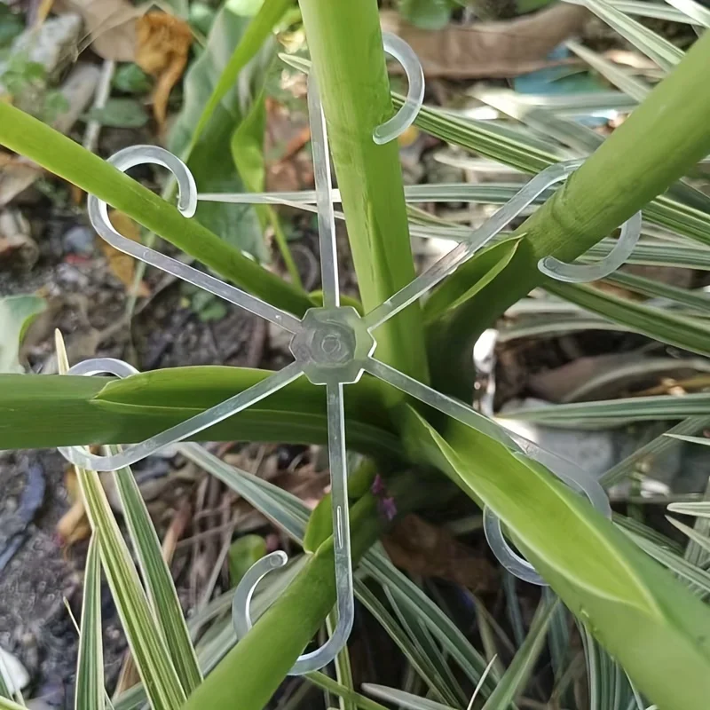 4pcs Climbing Plants Support C - огляд і ціна Variegated Monstera Node