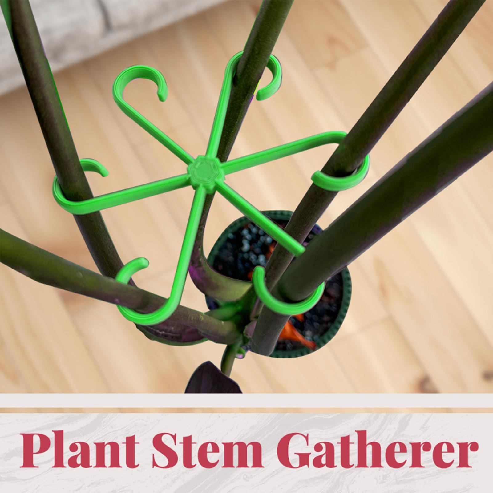 4Pcs Plants Stem Support Clips - огляд і ціна Variegated Monstera Node