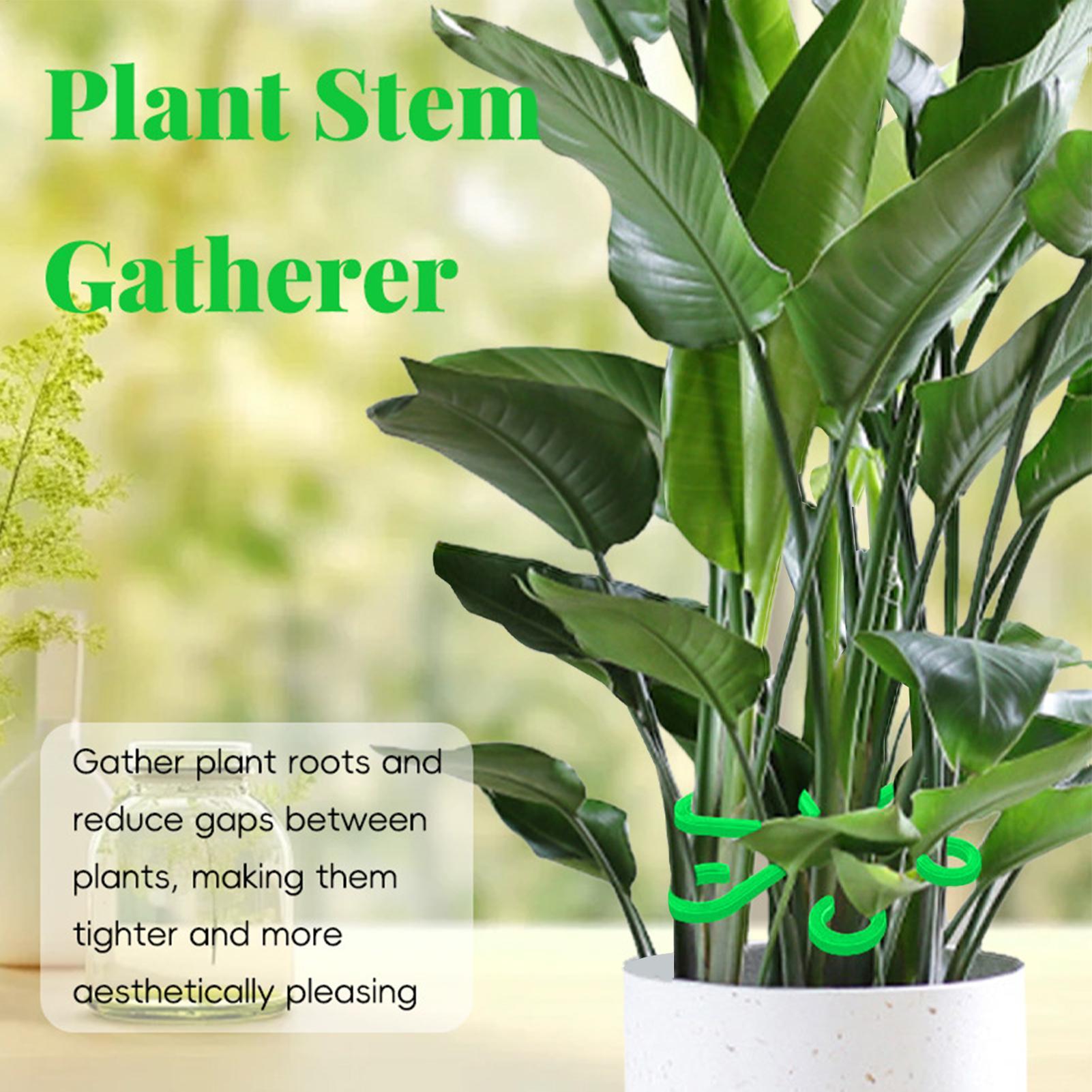 4Pcs Plants Stem Support Clips - огляд і ціна Variegated Monstera Node