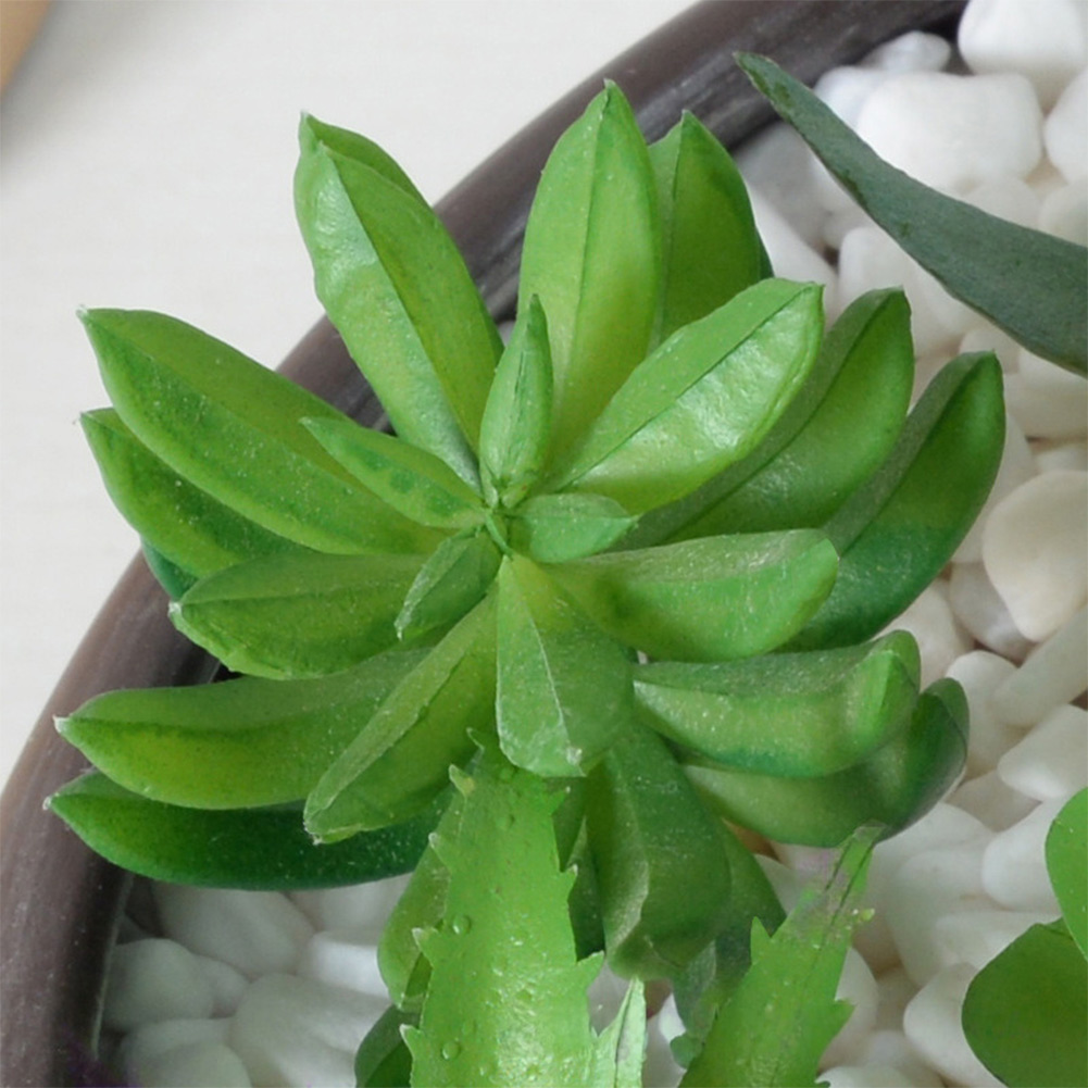 Contemporary For Mini Bonsai T - огляд і ціна Succulent Arrangement Mini